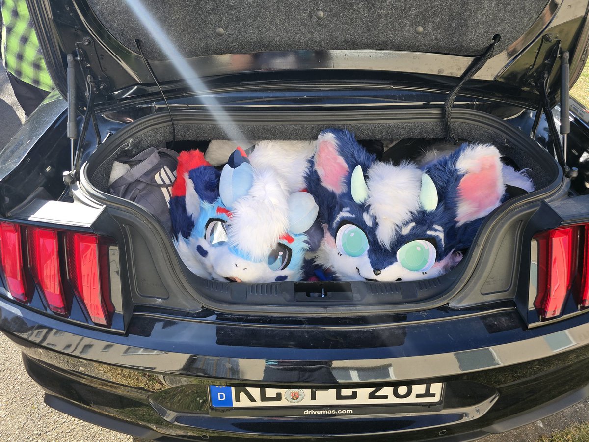 Fursuit walk prep
#furries #fursuiter