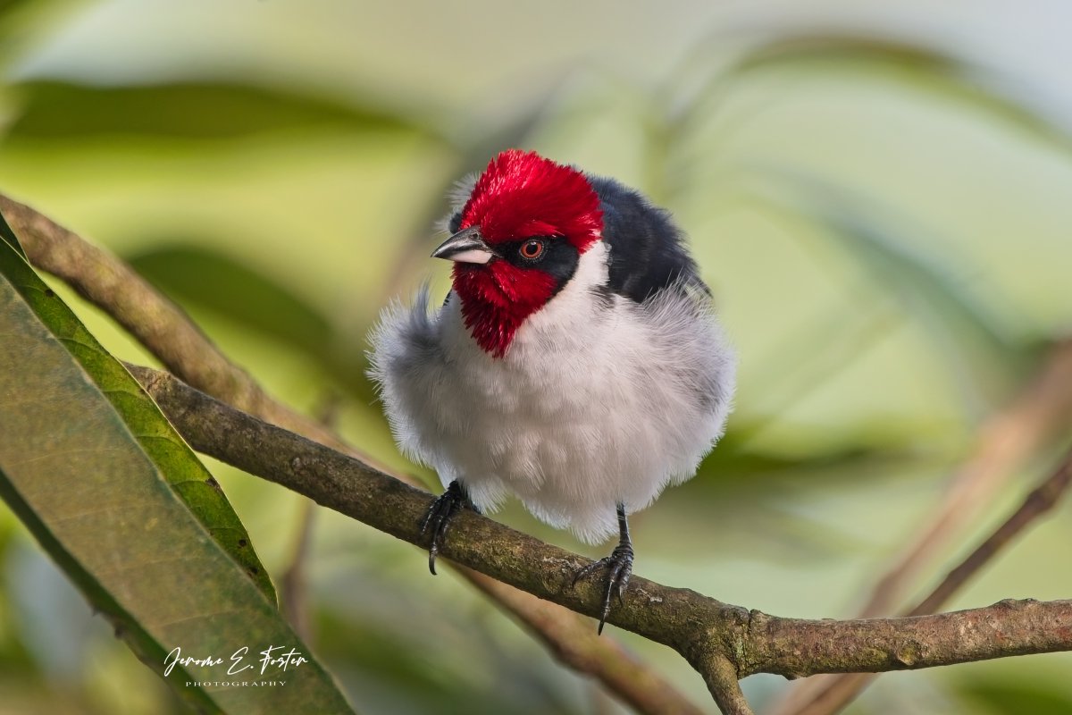 buggyfresh78's tweet photo. "Puffed Up" - This #Masked #cardinal #puffed its feathers right out as it dried itself after foraging in a nearby #creek. Aranguez, #Trinidad.
.
.
#Birds #birdwatching #wildlife #animals #birdphotography #caribbean #BirdsSeenIn2025 https://t.co/KjkL3Pu3ib