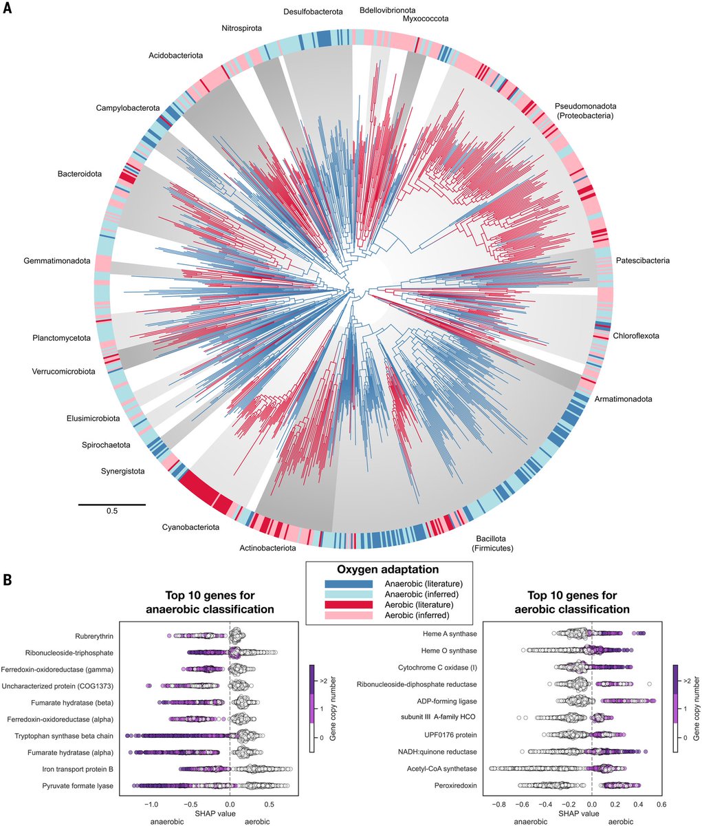 Bacteria may have adapted to oxygen well before Earth’s atmosphere was saturated with it, according to a new study in Science. The findings underscore the dynamic relationship between biological evolution and Earth's geological history.

scim.ag/41YipDC