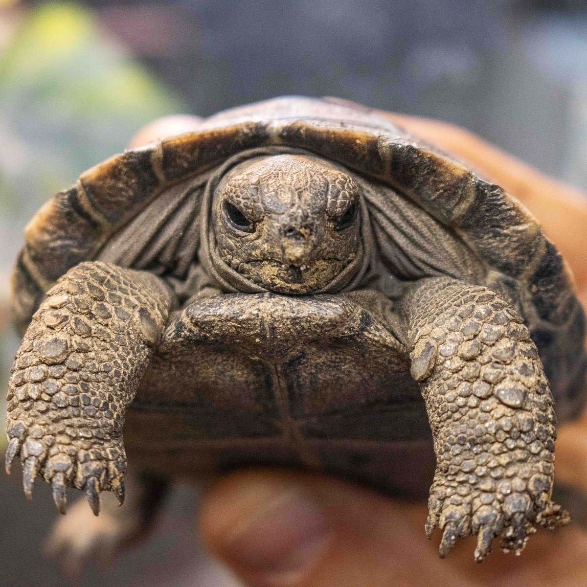 phillyzoo's tweet image. We&apos;re still on cloud nine over Mommy having her first Western Santa Cruz Galapagos tortoise babies at almost 100 years old! 🐢🐢🐢🐢 

The hatchlings will make their public debut on April 23, which is Mommy&apos;s 93rd anniversary living at the Zoo.