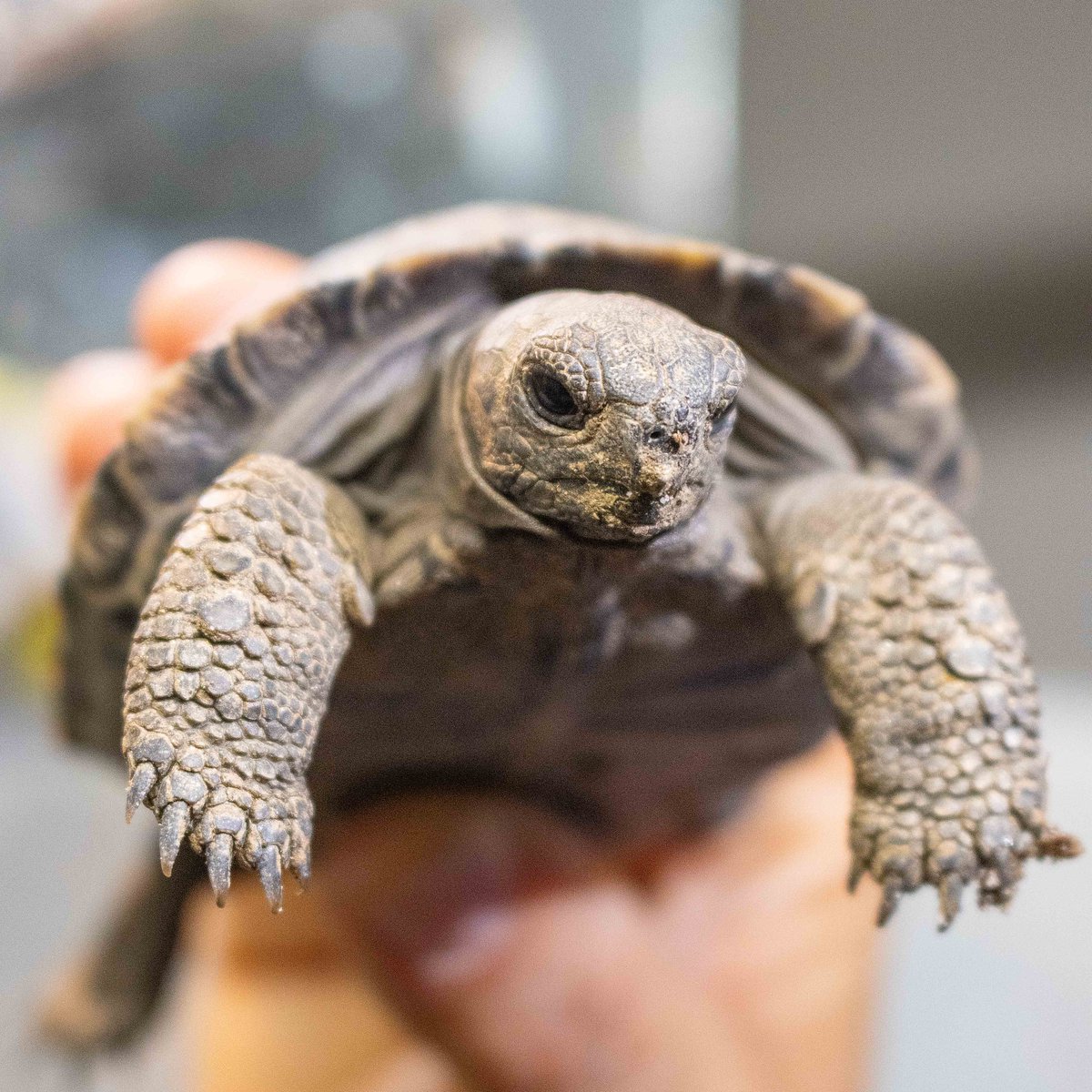 phillyzoo's tweet image. We&apos;re still on cloud nine over Mommy having her first Western Santa Cruz Galapagos tortoise babies at almost 100 years old! 🐢🐢🐢🐢 

The hatchlings will make their public debut on April 23, which is Mommy&apos;s 93rd anniversary living at the Zoo.