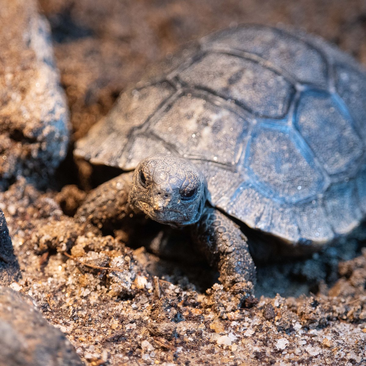 phillyzoo's tweet image. We&apos;re still on cloud nine over Mommy having her first Western Santa Cruz Galapagos tortoise babies at almost 100 years old! 🐢🐢🐢🐢 

The hatchlings will make their public debut on April 23, which is Mommy&apos;s 93rd anniversary living at the Zoo.