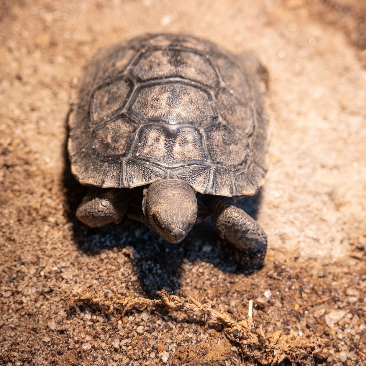 We're still on cloud nine over Mommy having her first Western Santa Cruz Galapagos tortoise babies at almost 100 years old! 🐢🐢🐢🐢 

The hatchlings will make their public debut on April 23, which is Mommy's 93rd anniversary living at the Zoo.