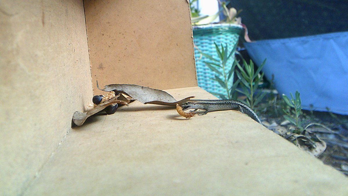 If every grade 6 in Australia was shown how to make a simple skink survey rig (&amp; got to test it at home for free)
imagine what that would do for future Citizen Science and do-it-at-home-conservation.

Lampropholis guichenoti - Sun skink/garden skink/penny lizard.