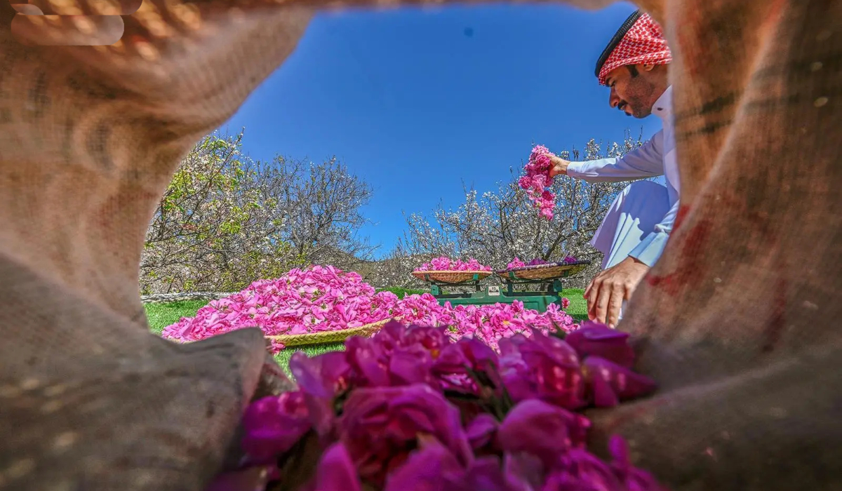 Rose and Aromatic Plants Global Forum opens on Sunday in Saudi Arabia's Taif, aiming to promote the city's floral heritage and support national efforts. https://t.co/x2axRwEZCP
