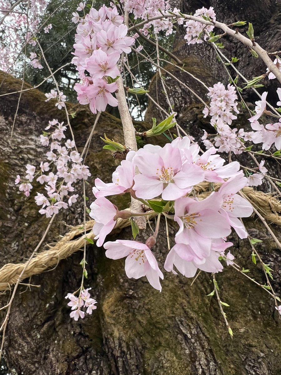 shimashimahito's tweet photo. おはようございます
4月13日(日)雨☂️

喫茶店の日（4月13日 記念日）
1888年のこの日、東京・上野（下谷上野西黒門町）に日本初の本格的なコーヒー喫茶店可否茶館が開店した。
1階がビリヤード場、2階が喫茶室の2階建ての洋館で、1階ではビリヤードの他、トランプや囲碁、将棋などをすることができた。 https://t.co/Ilf1HTfAD4