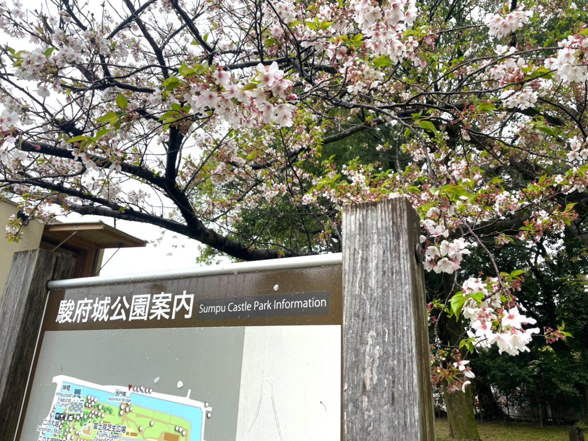 鈴音祭会場は、静岡市民文化会館側の葵舟乗降船場から入ると近いです‼️
橋渡って正面が会場になります✨

ステージ、客席には大きなテントが設置されてるので雨でも大丈夫ですよ☺️

今日は参加できずにすみません💦
駿府公園、桜🌸もまだ咲いてましたよ☺️
皆さま楽しんで下さいね‼️

#鈴音祭