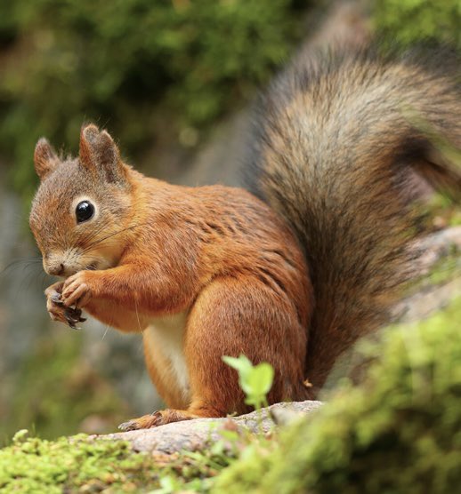MagryFriends's tweet photo. 🚨JUST IN🚨

Galxyz wants to open a reading school for squirrels called “Nut Academy” https://t.co/wqKwOsRfCf