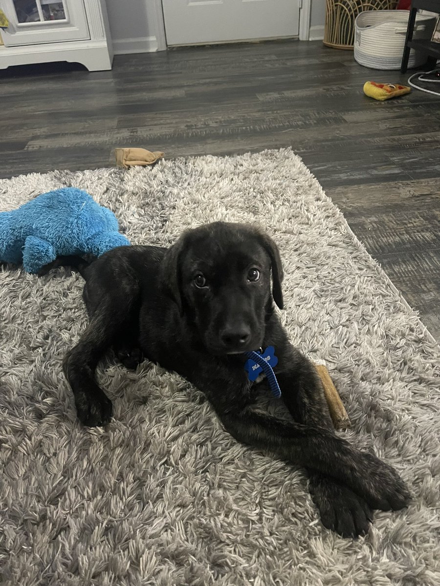 j_labussss's tweet photo. Hey @iget_buckets35.. almost 3 weeks ago we adopted a lab mix puppy &amp; named him after you. Meet Mando🤭🩵 https://t.co/ljiJco9bAN
