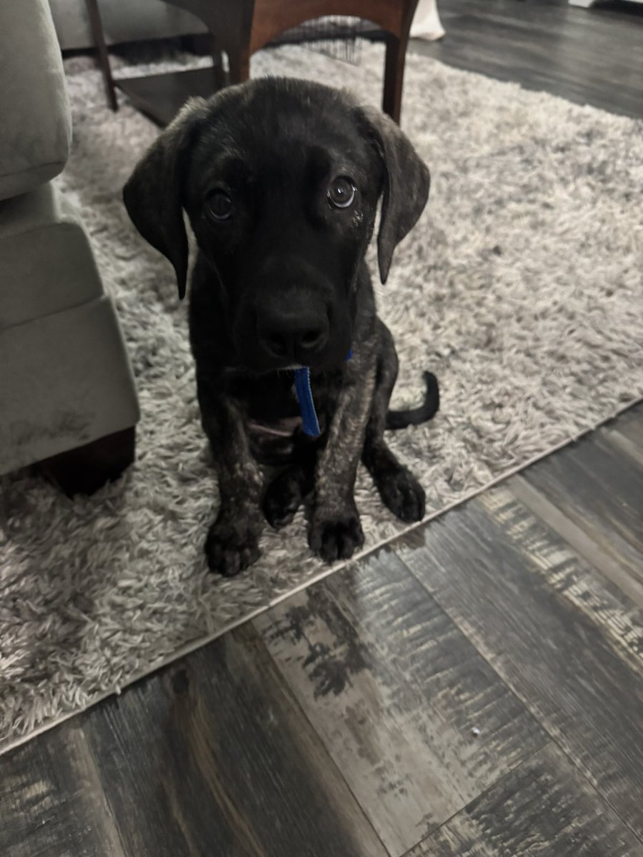 j_labussss's tweet photo. Hey @iget_buckets35.. almost 3 weeks ago we adopted a lab mix puppy &amp; named him after you. Meet Mando🤭🩵 https://t.co/ljiJco9bAN