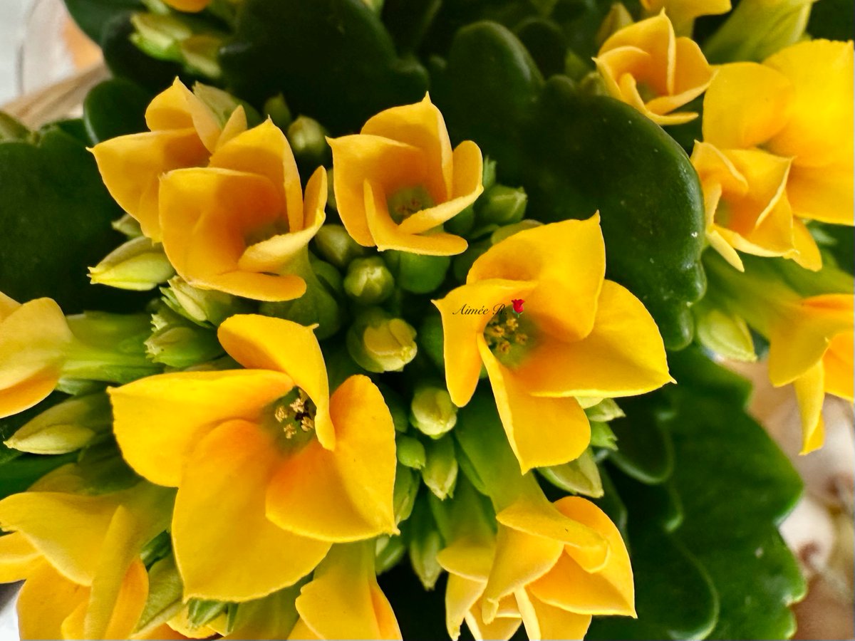 Little yellow flowers 
Dancing in the breeze 
Little yellow flowers 
Huddled round the trees 
Little yellow flowers 
Seemed to know my pain 
Little yellow flowers 
In my mem`ry will remain
Valerie Dohren
#SundayYellow
My📸
Happy Sunday🌼🌼🌼💛