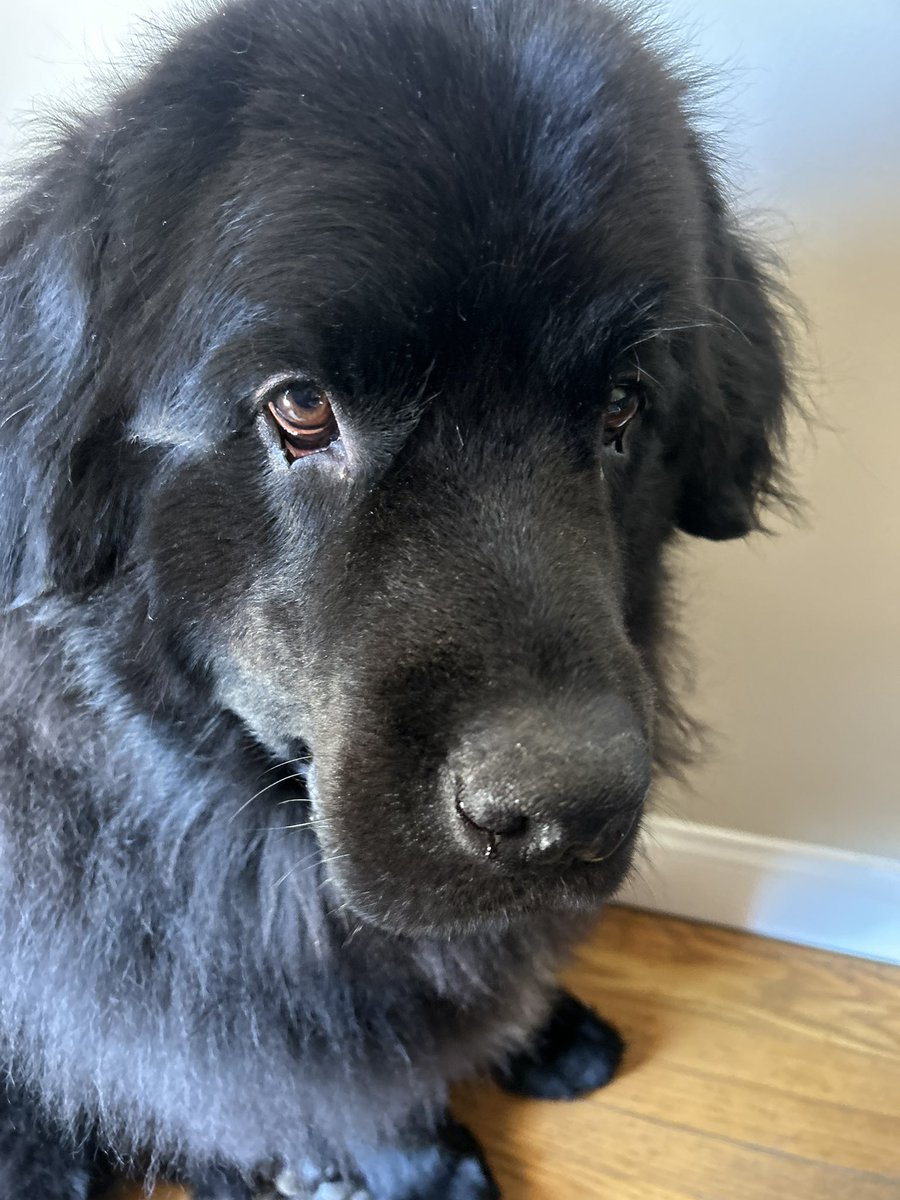 Gus the Newfoundland tweet media