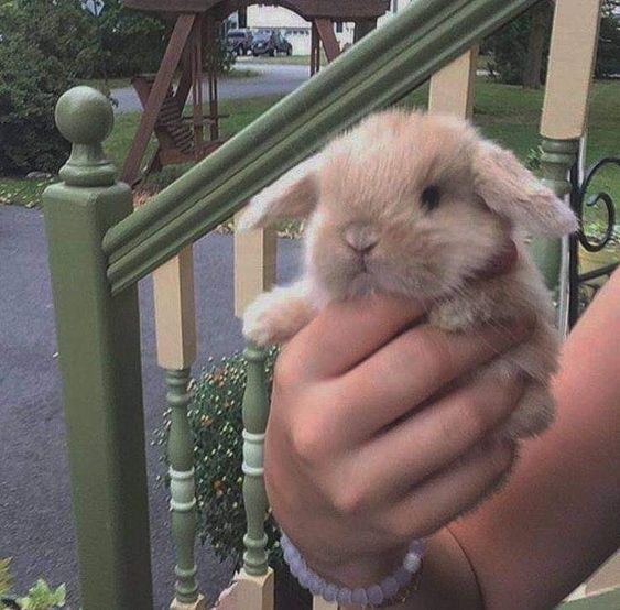 emma 🐇 tweet media
