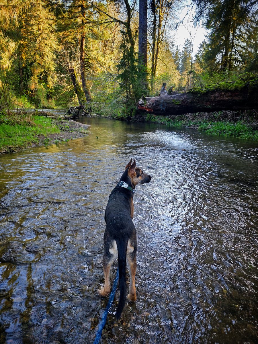 CrowPudgy's tweet photo. Went to the coast and a river yesterday with Hugo Beans and my oldest son. Got to hang out with my mom. Today we visited Hugo's "cousin" Violet at the new house her mom moved to. He's about as tall as her, but 15 pounds lighter and not as muscular yet since he's only 5 months https://t.co/B5Fz1TLZh3