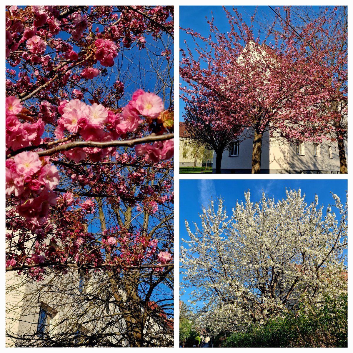 DJairportdisco's tweet photo. #spring #springinvienna #wonderful #springday #Vienna #springphotos #walk #Blossoms #newpower #beautifulnature https://t.co/cnOo4EhwNv
