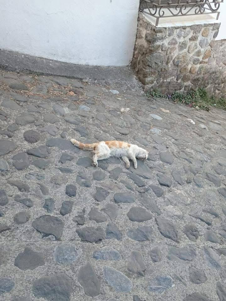 DelMontonAL's tweet photo. En el “pie lo mágico” de #mineraldelchico, estado de #hidalgo, están envenenando la fauna por la visita del gobernador…
Estas prácticas no deben pasar m!! Y menos por parte del gobierno. 
Desde perros, gatos, cacomixtles y más de una que son “nocivas”. https://t.co/5OMYqltMSV