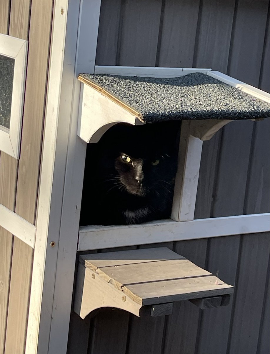 rickspicspoetry's tweet photo. Hark…
Who goes there…
Is it yet another late entry for what is called #CatSaturday…
📷 a very spoiled neighborhood feline..:) https://t.co/FzNGScwsU7