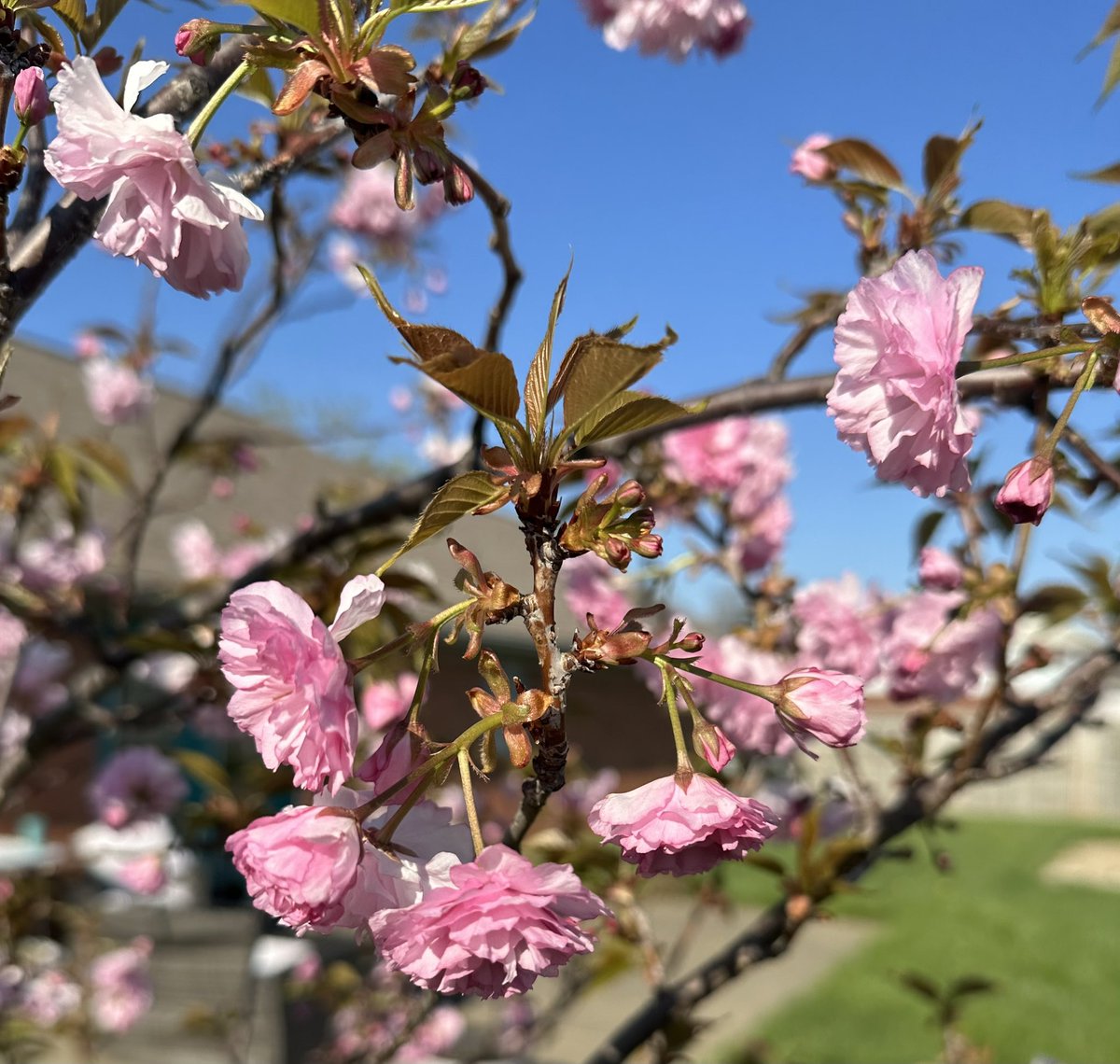 RonanRhodes's tweet photo. Cherry Blossom Special
#japanesecherryblossom🌸 #japanesecherrytree #backyard #springvibes https://t.co/IMnvHTmfVr