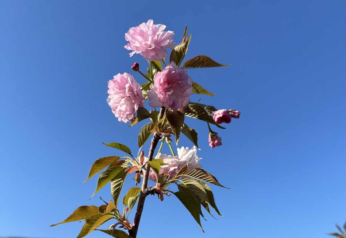 RonanRhodes's tweet photo. Cherry Blossom Special
#japanesecherryblossom🌸 #japanesecherrytree #backyard #springvibes https://t.co/IMnvHTmfVr