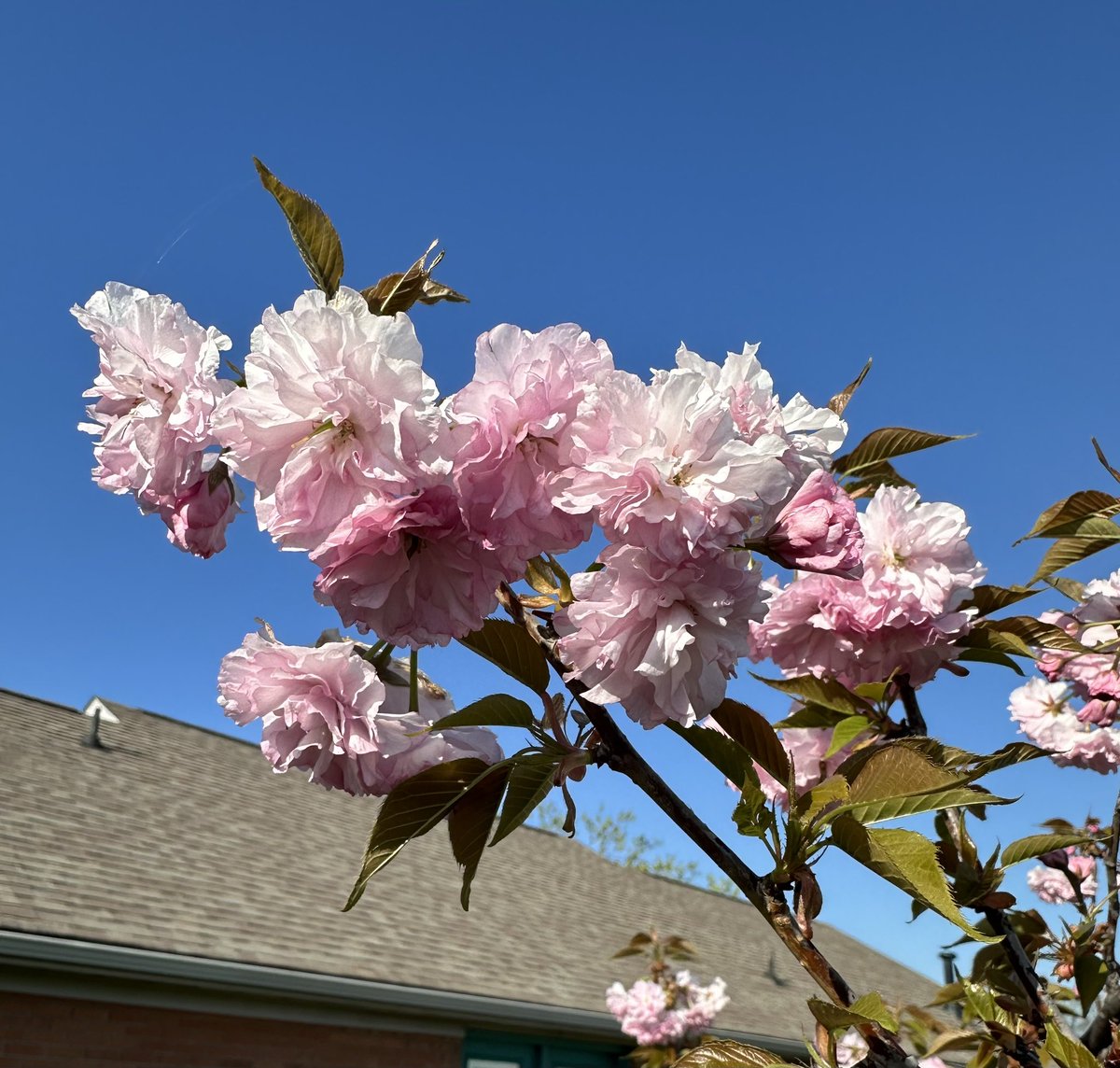 RonanRhodes's tweet photo. Cherry Blossom Special
#japanesecherryblossom🌸 #japanesecherrytree #backyard #springvibes https://t.co/IMnvHTmfVr
