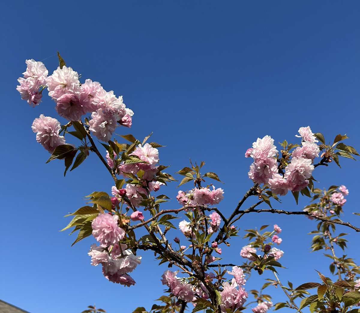 RonanRhodes's tweet photo. Cherry Blossom Special
#japanesecherryblossom🌸 #japanesecherrytree #backyard #springvibes https://t.co/IMnvHTmfVr