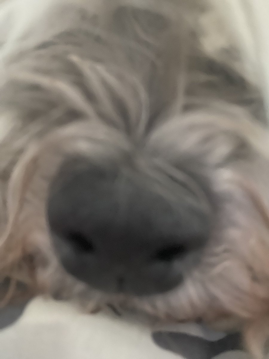 Pals! It’s been so long since I’ve seen you all!  I missed everyone so much! ❤️🐾 I’m snoozing now but now that we are settled I’m going to be around again!  Love you all! ❤️❤️❤️🥰 #missedmyfriends #boopsforall