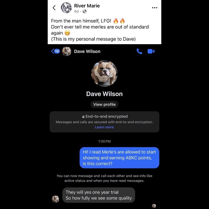 ReignPBK's tweet image. Merle/ Blotched American Bullies can now compete in ABKC conformation shows.😁 #Americanbully #Bully #Bullies #Merle #ABKC