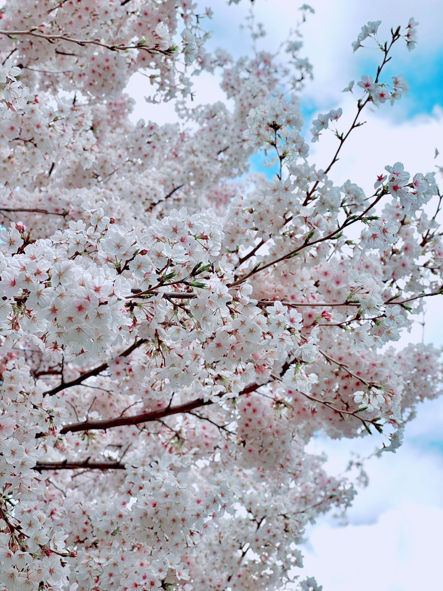 makicom0's tweet photo. 少し前ですが、柴又帝釈天へ桜を見に行きました🌸
母がよく買ってくれた「身代り守」を偶然見つけたので、連れて帰りました😌
見守ってくれますように🌱 https://t.co/hp1ZOsEP9c