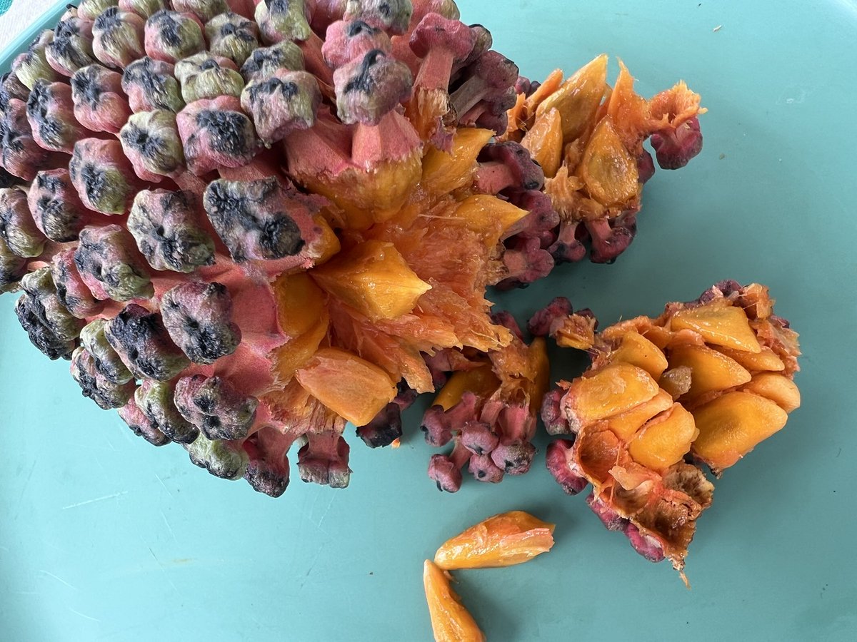 FrutasColombia's tweet photo. Yara yara (Duguetia lepidota)

De la familia Annonaceae al igual que la guanabana, la chirimoya o el anón; a diferencia de estas que pertenecen al género Annona, esta es del género Duguetia;  integrado por frutas como la mano de tigre o el piñuelo, compartidas anteriormente. https://t.co/Tinj3Y5AoL