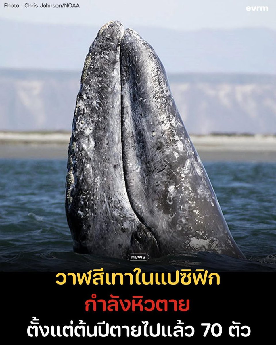 วาฬสีเทาชายฝั่งแปซิฟิกกำลังตายลงเรื่อย ๆ นับตั้งแต่ต้นปีที่ผ่านมามีวาฬสีเทาอย่างน้อย 70 ตัวเสียชีวิตในคาบสมุทรบาฮาแคลิฟอร์เนียของเม็กซิโก

ตามปกติแล้ววาฬสีเทาในมหาสมุทรแปซิฟิกนั้นจะล่องไปตามชายฝั่งมหาสมุทรทุก ๆ โดยจะออกเดินทางจากคาบสมุทรบาฮาไปทางเหนือราว 9,600