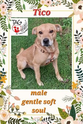 AnnaTAG2's tweet photo. Pawsome rescues looking for their forever homes,  contact TAG on 076-3305736 or 078-4291916 https://t.co/Aqyr0JqDeh