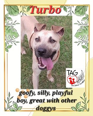 AnnaTAG2's tweet photo. Pawsome rescues looking for their forever homes,  contact TAG on 076-3305736 or 078-4291916 https://t.co/Aqyr0JqDeh