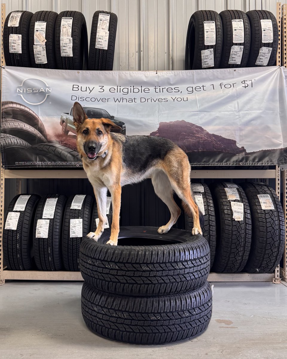FoCoNissan's tweet photo. Your dog called, they said you should get new tires for upcoming adventures! This is our last month of buy 3 get the 4th for $1 on select tires at #FoCo #Nissan 🛞🏔️ 

 #nissanusa #nissanfamily  #nissanlovers #nissannation #nissanlove #nissanservice #tires #colorado https://t.co/605UHt9pnw