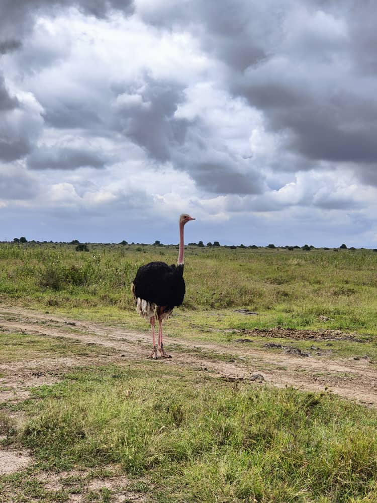 MuriithiMick's tweet image. Nairobi National Park graced by Mr. Masai Ostrich
