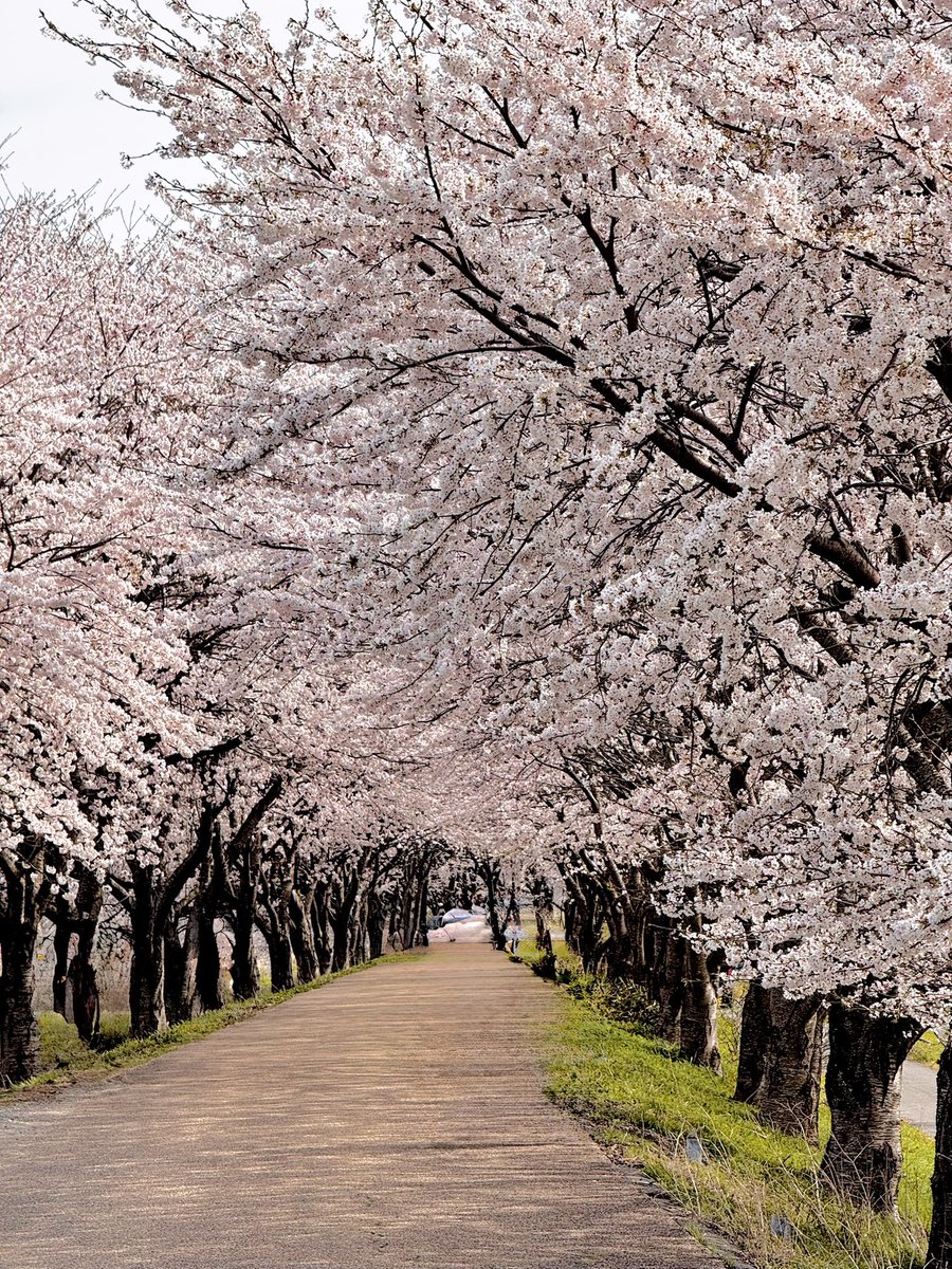 海津大崎
2年前のリベンジ
2年前はほぼ散っていましたが
今年は満開でした
日帰りで340kmの散歩はまぁまぁ
しんどかった
今年は高時川にも行ってきました