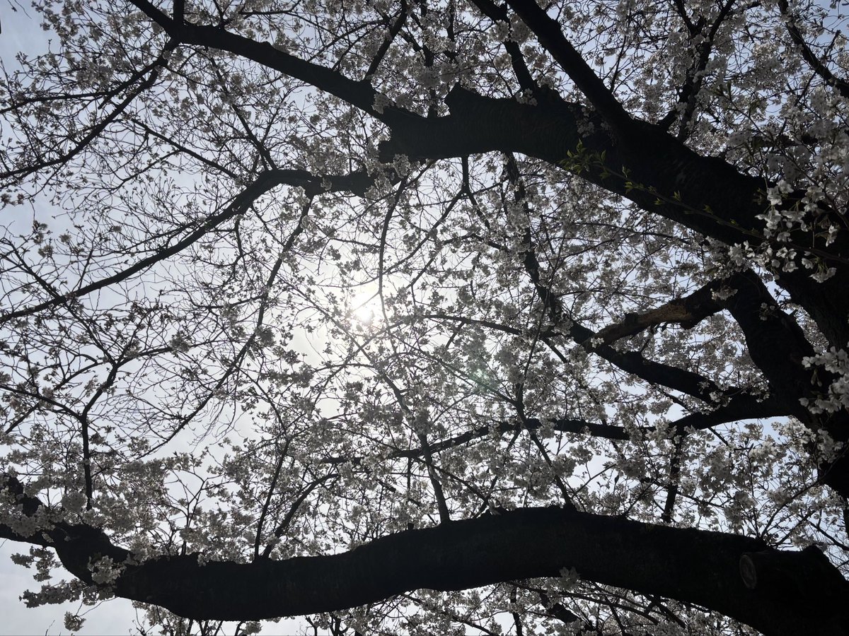 今日はあいにくの曇り＆雨。今年の桜も見納めという感じですかね。でも葉桜も風流。
過ぎゆくモノの儚さを慈しみながらの一杯もまた格別。今日のTOKIOゲストは初登場
GOETHEと8年ぶりに再始動したRIP SLYMEの新曲を抜け駆け先駆けON AIR！噂ではメンバーが、来る⁉️