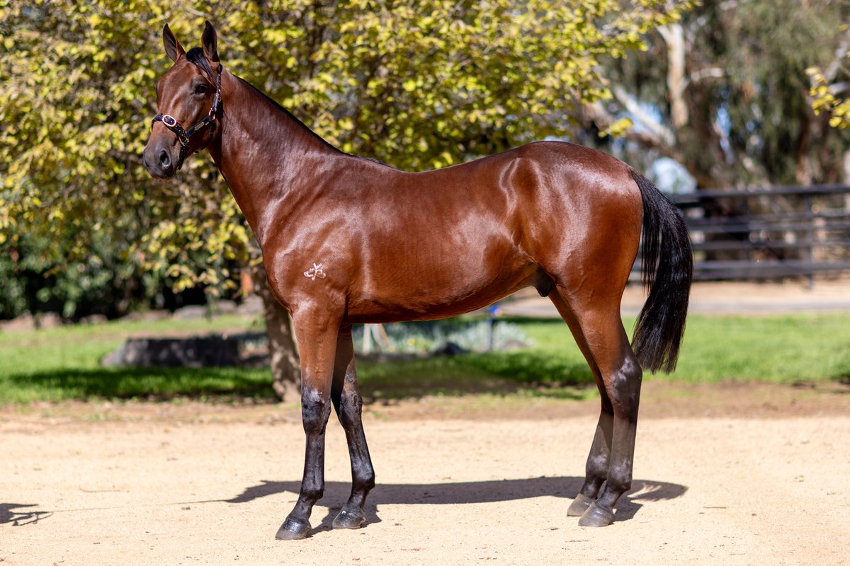 BenstudStandardbreds (@benstuds) on Twitter photo PASSED IN - Lot 311 The Empress / CAPTAINTREACHEROUS Colt
$50,000
Please come and see us in BARN D or call Craig on 0458 658 273 to discuss
<a href="/NutrienEquineSB/">Nutrien Equine Standardbred</a> PASSED IN - Lot 311 The Empress / CAPTAINTREACHEROUS Colt
$50,000
Please come and see us in BARN D or call Craig on 0458 658 273 to discuss
<a href="/NutrienEquineSB/">Nutrien Equine Standardbred</a>