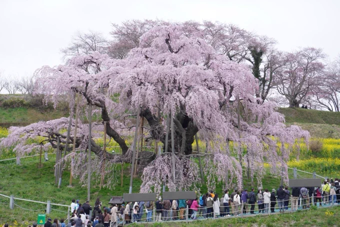 来年も来れるかな