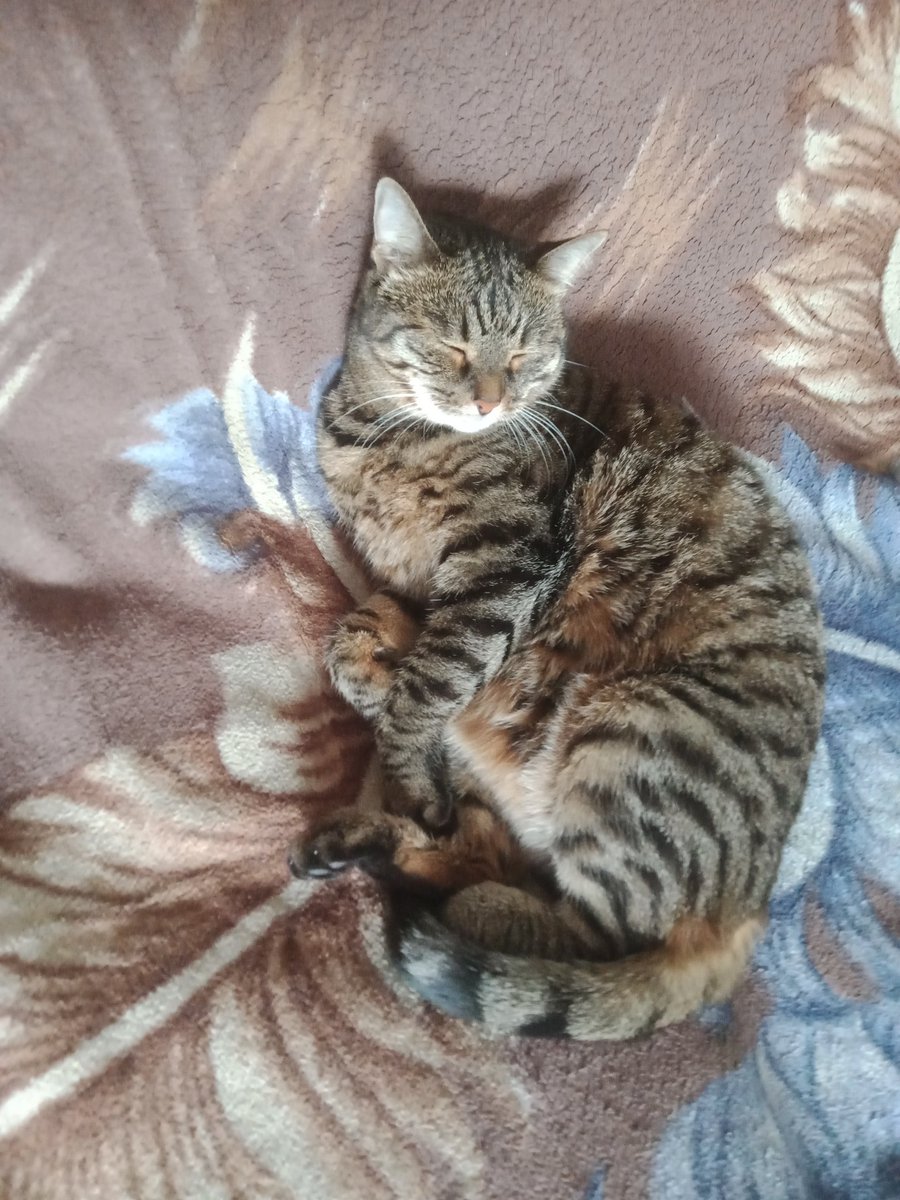 The Mover Cell🇷🇺 tweet media