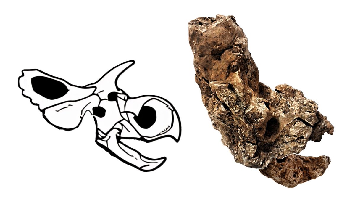 A comparison of horned and hornless Ceratopsian species from Arizona. The attached photos showcase the differences between Crittendenceratops and Rectifrondiceratops.
Reference: researchgate.net/publication/32…

petrifiedembryology.wordpress.com/petrified-embr…