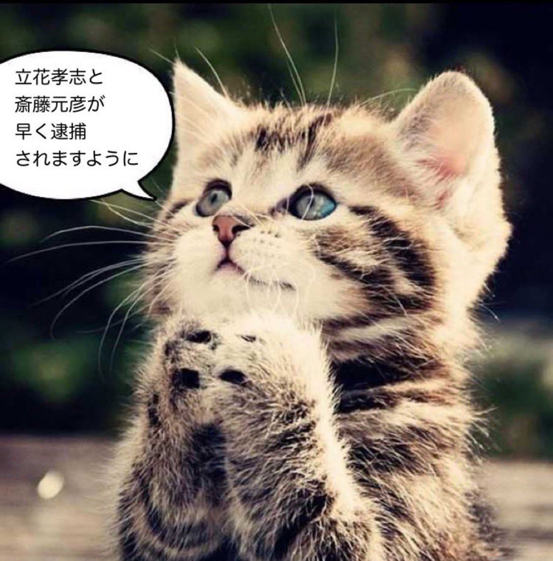 saltbasilic's tweet photo. リレーお願いします
#立花孝志と斎藤元彦が早く逮捕されますように

よければ広めてください。 https://t.co/oOhOlZ3NUj