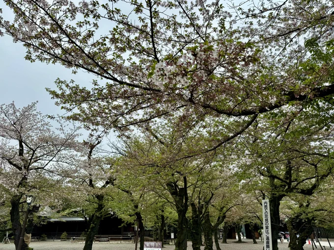 靖国神社に来ました!桜、殆ど散っていましたがそれでも少し咲いていました 