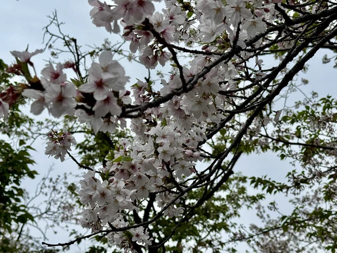 靖国神社に来ました!桜、殆ど散っていましたがそれでも少し咲いていました 