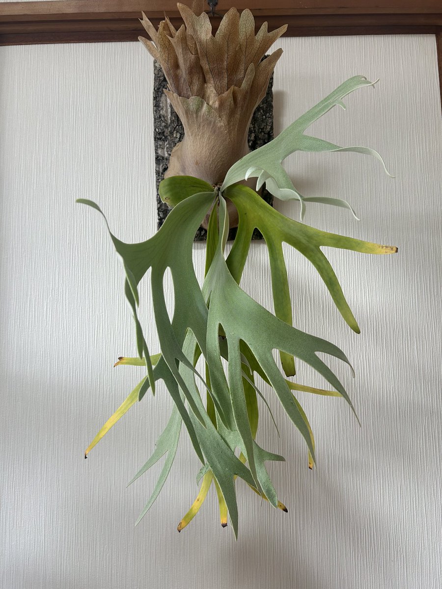 本日のビカクシダ‼️ ビカクシダ ウィリンキー ワイルド Platycerium