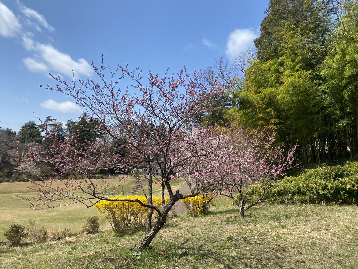 LoomNippon's tweet photo. 7年前にお花見大会した　#ひころの里　
今年は寒くて、東北の桜も例年より遅め。その分長く楽しめますね。
桜🤍と花桃🩷が満開になるとレンギョウ💛との共演で美しい絵画のような風景がひろがります。
そして、懐かしのアスレチック！！！
#南三陸 https://t.co/65pH7Cp67D