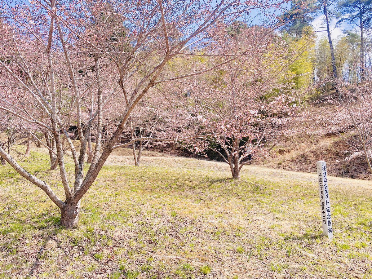 LoomNippon's tweet photo. 7年前にお花見大会した　#ひころの里　
今年は寒くて、東北の桜も例年より遅め。その分長く楽しめますね。
桜🤍と花桃🩷が満開になるとレンギョウ💛との共演で美しい絵画のような風景がひろがります。
そして、懐かしのアスレチック！！！
#南三陸 https://t.co/65pH7Cp67D