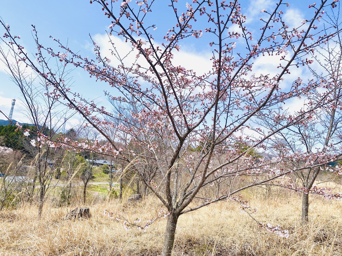 LoomNippon's tweet photo. 7年前にお花見大会した　#ひころの里　
今年は寒くて、東北の桜も例年より遅め。その分長く楽しめますね。
桜🤍と花桃🩷が満開になるとレンギョウ💛との共演で美しい絵画のような風景がひろがります。
そして、懐かしのアスレチック！！！
#南三陸 https://t.co/65pH7Cp67D