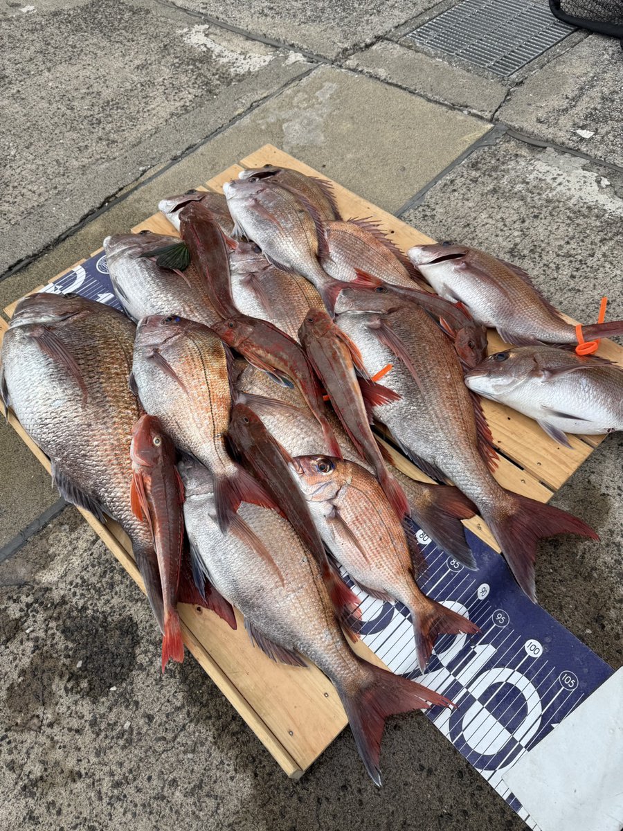 baxi5791's tweet photo. 昨日もノッコミ真鯛狙いで出港して来ました🛥️
先ず浅場から調査しましたがホウボウしか釣れず😅
深場に移動してから連発でした✨
終わってみれば船中真鯛は14枚🐟️
東京湾のノッコミ真鯛狙うなら今ですね😁
#サニーサイドマリーナウラガ
#東京湾タイラバ
#釣り好きな人と繋がりたい https://t.co/99hcqz6UrZ