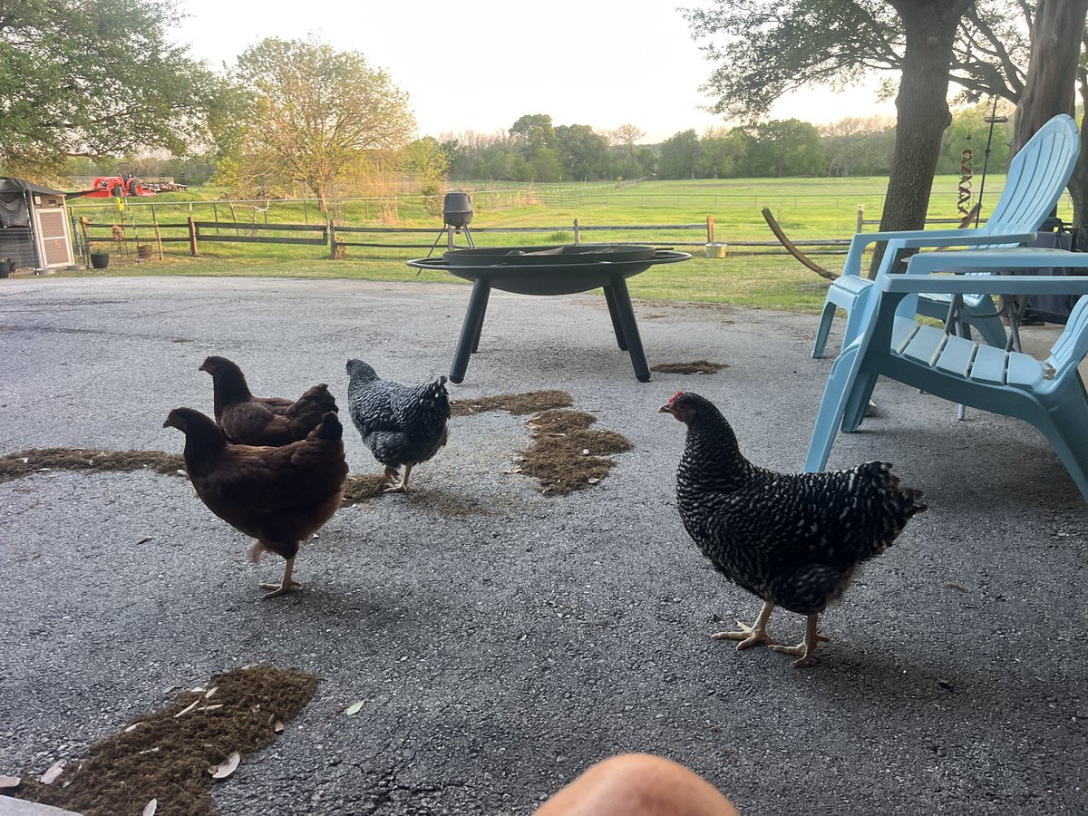 AmyTaylorTx's tweet image. Have waited a long time for peace and chickens at my feet. Life is simple. Life is GOOD. #blessed #simplethings