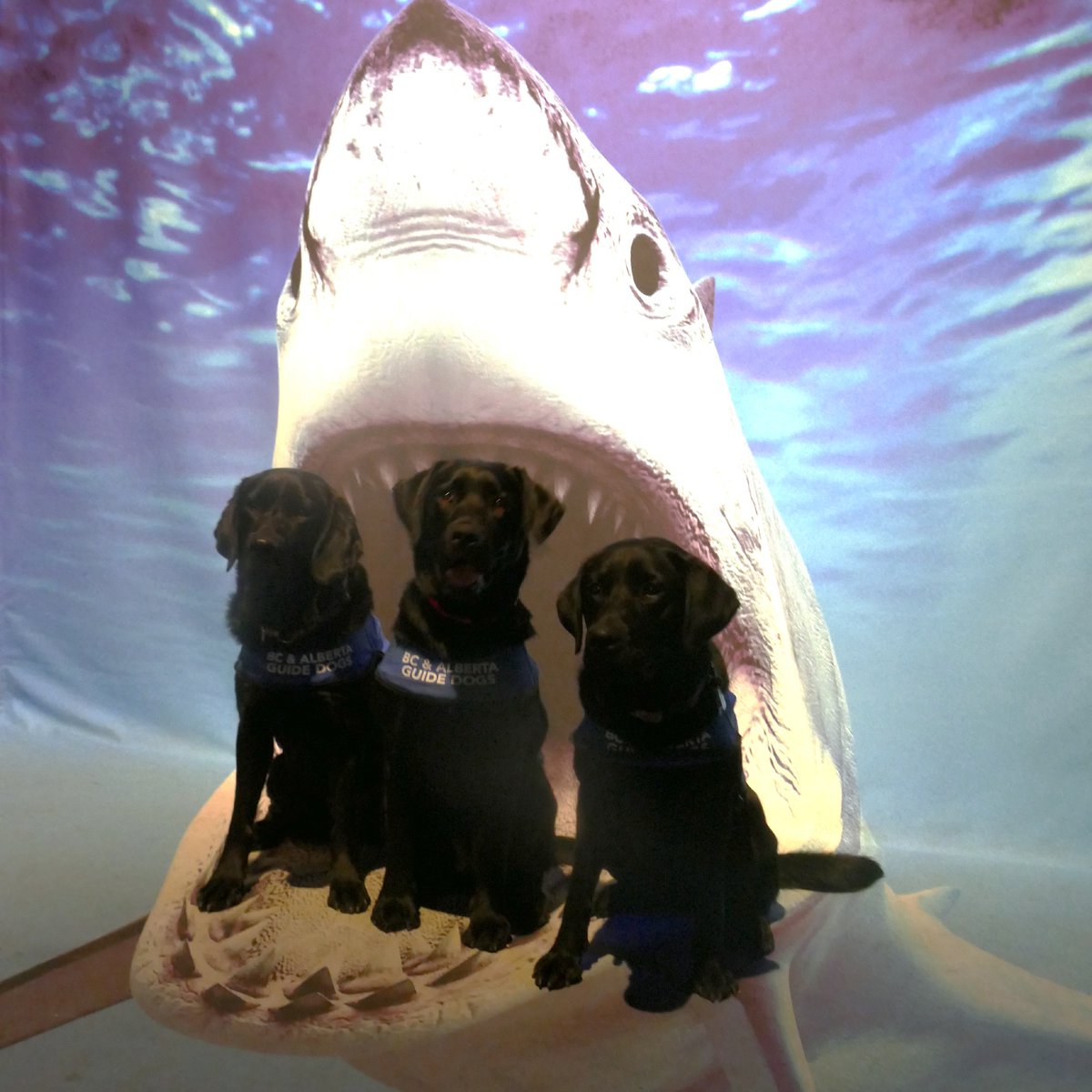 bcguidedogs's tweet image. Felice, Tozi, and Scout had a science-packed day full of fun and friendship 🐾

#FutureGuideDogs #AdvancedTraining #PuppyAdventures #TELUSSparkFun #ServiceDog #GuideDog #EmpowerIndependence #Puppy #Dog #BCAGD #Canada #nonprofit #charity
